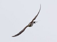 Ger- und Sakerfalke 012